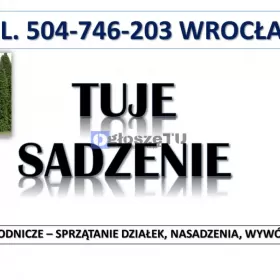 Tuje  sadzenie, cena,  tel. 504-746-203. Wrocław, 